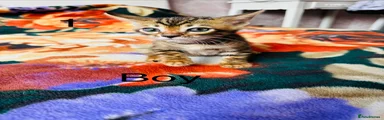 Bengal 1