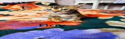 Bengal cats for sale: Bengal - Advert 1
