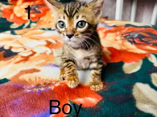 Bengal cats Bengal - Advert 1