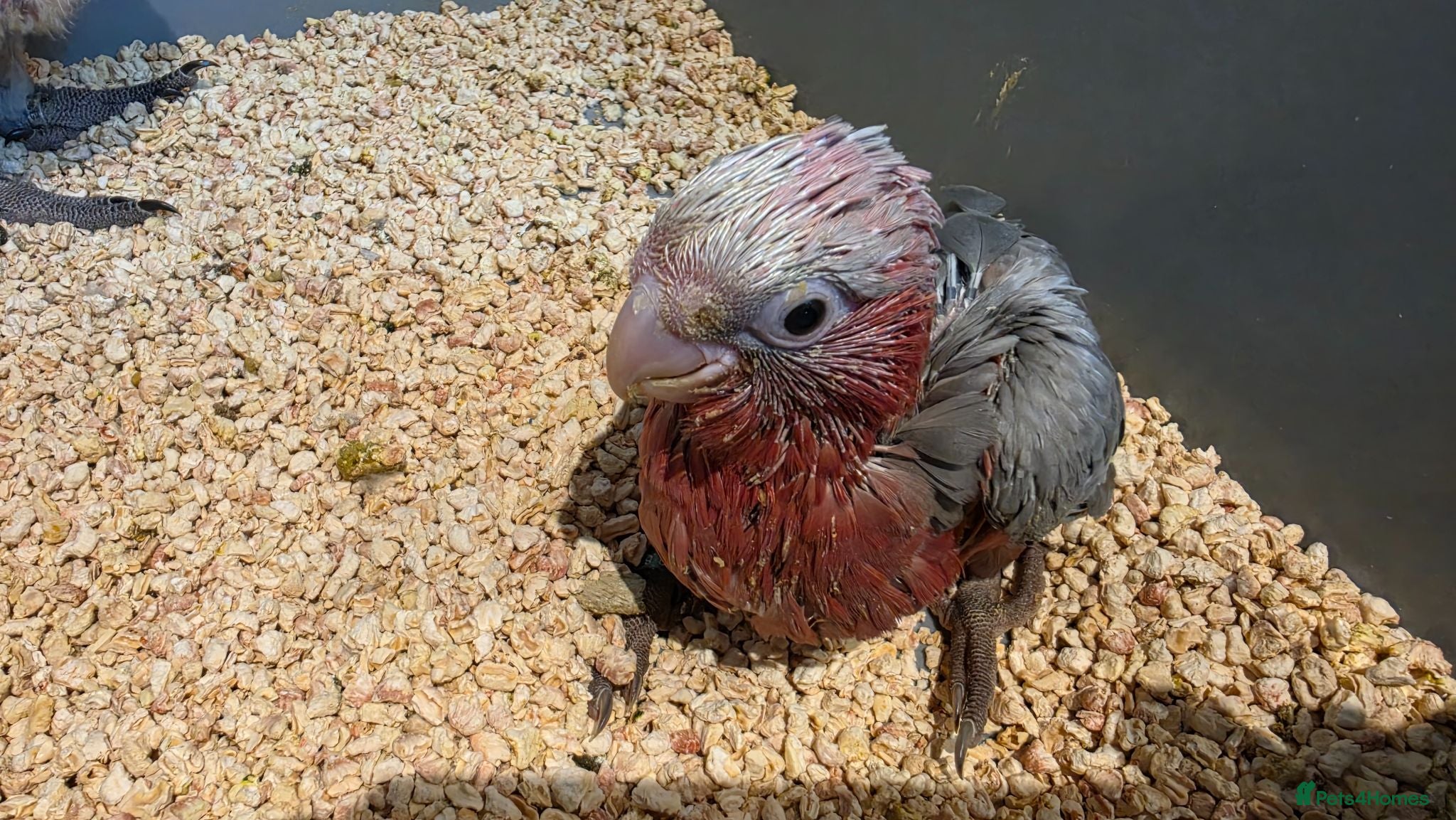 Cockatoo birds Hand-Raised cockatoo Galah Baby Parrot - Advert 5