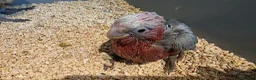 Cockatoo birds for sale: Hand-Raised cockatoo Galah Baby Parrot - Advert 1