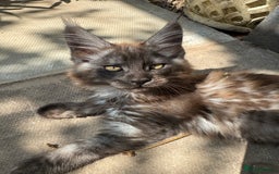 Maine Coon cats for sale: Stunning Black Smoke TiCA kittens  - Image 31