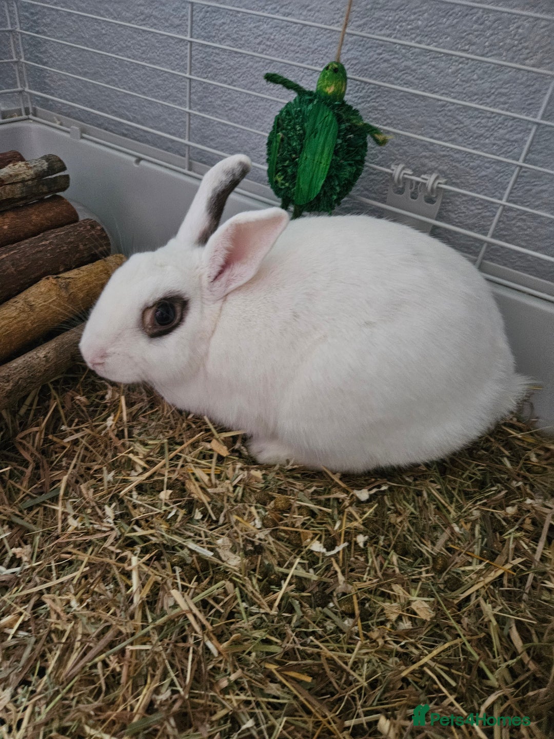 Netherland Dwarf rabbits for sale: Beautiful female rabbit and set up  - Advert 2