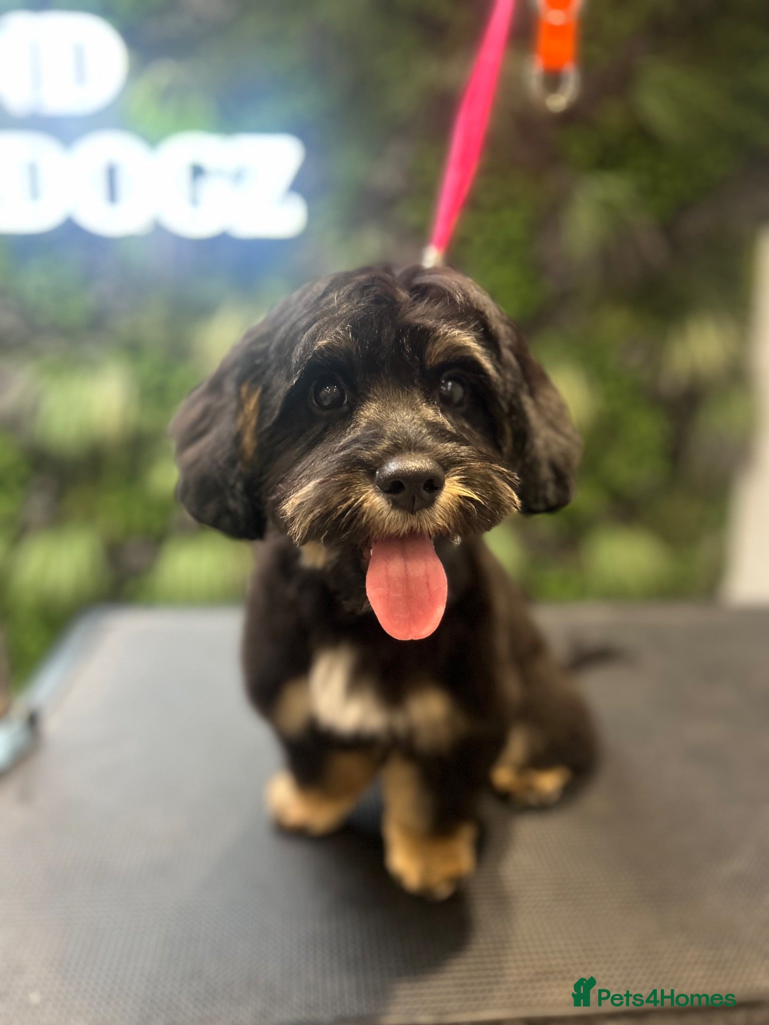 Cavapoo dogs Hunter 1 year old cavapoo-stud service  - Advert 1