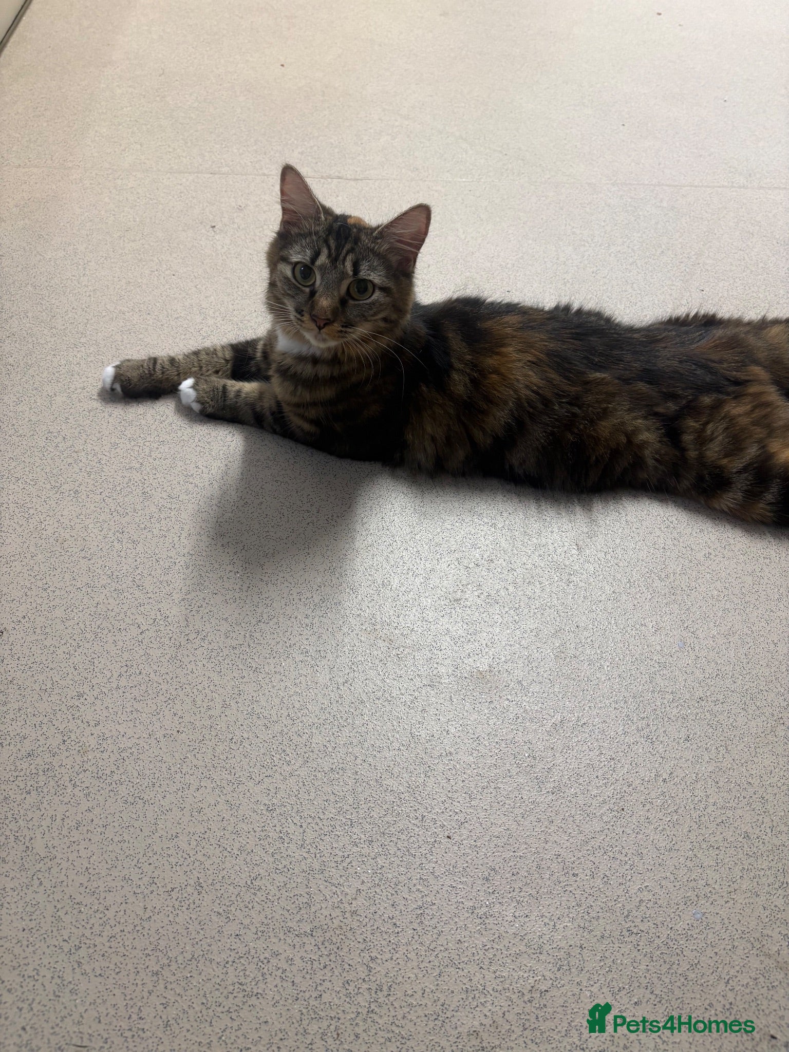 Mixed Breed cats Longhaired 18month old cat - Advert 1