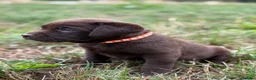 Labrador Retriever dogs for sale: Waiting list Chocolate Labradors - Advert 2