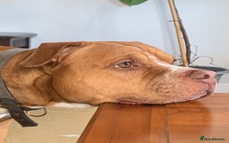 Mixed Breed dogs for sale: Stunning Bulldog male  - Image 3