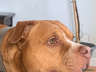 Mixed Breed dogs Stunning Bulldog male - Advert 3