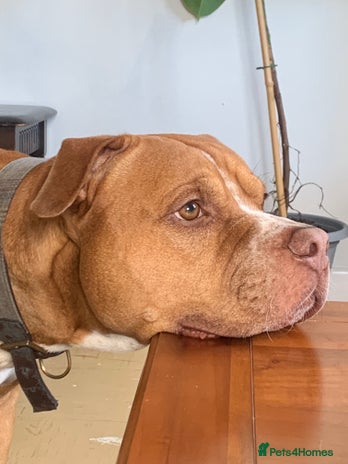 Mixed Breed dogs Stunning Bulldog male - Advert 2