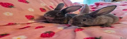 Rex rabbits for sale: Plush mini rex 8 weeks 3 left - Advert 17