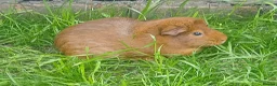 Guinea Pig rodents for sale: Healthy female to pair with another female in Manchester - Advert 2