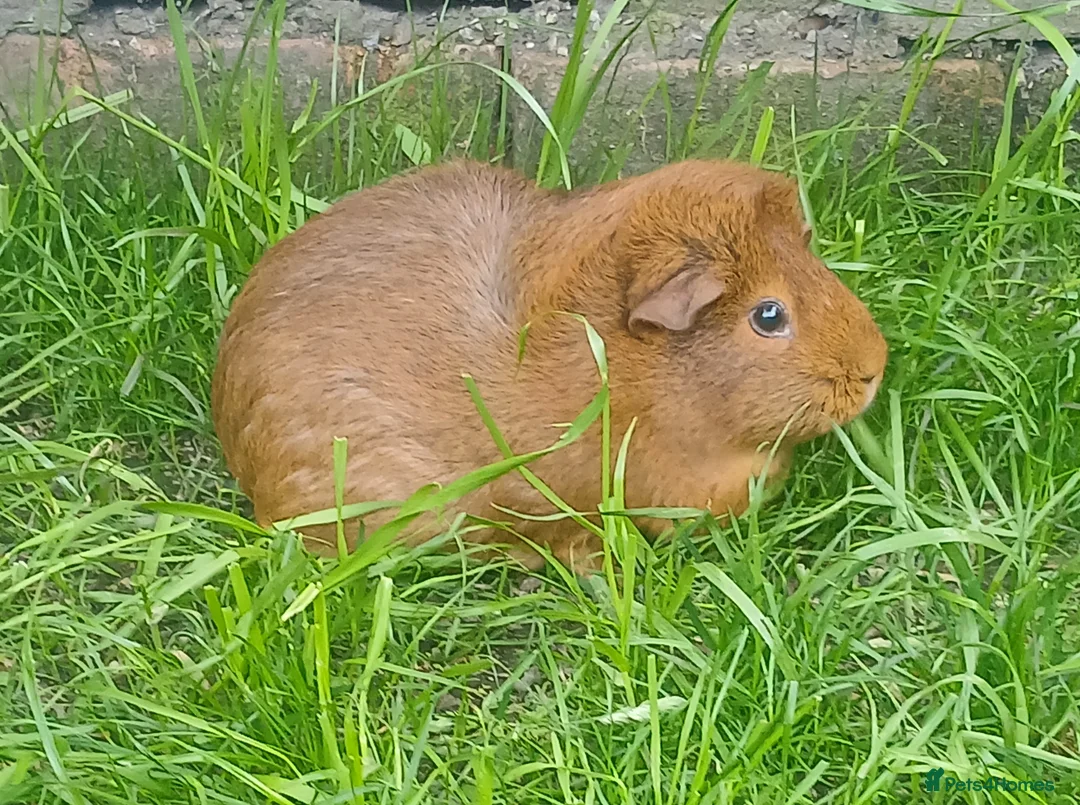 Guinea Pig rodents for sale: Healthy female to pair with another female in Manchester - Advert 2