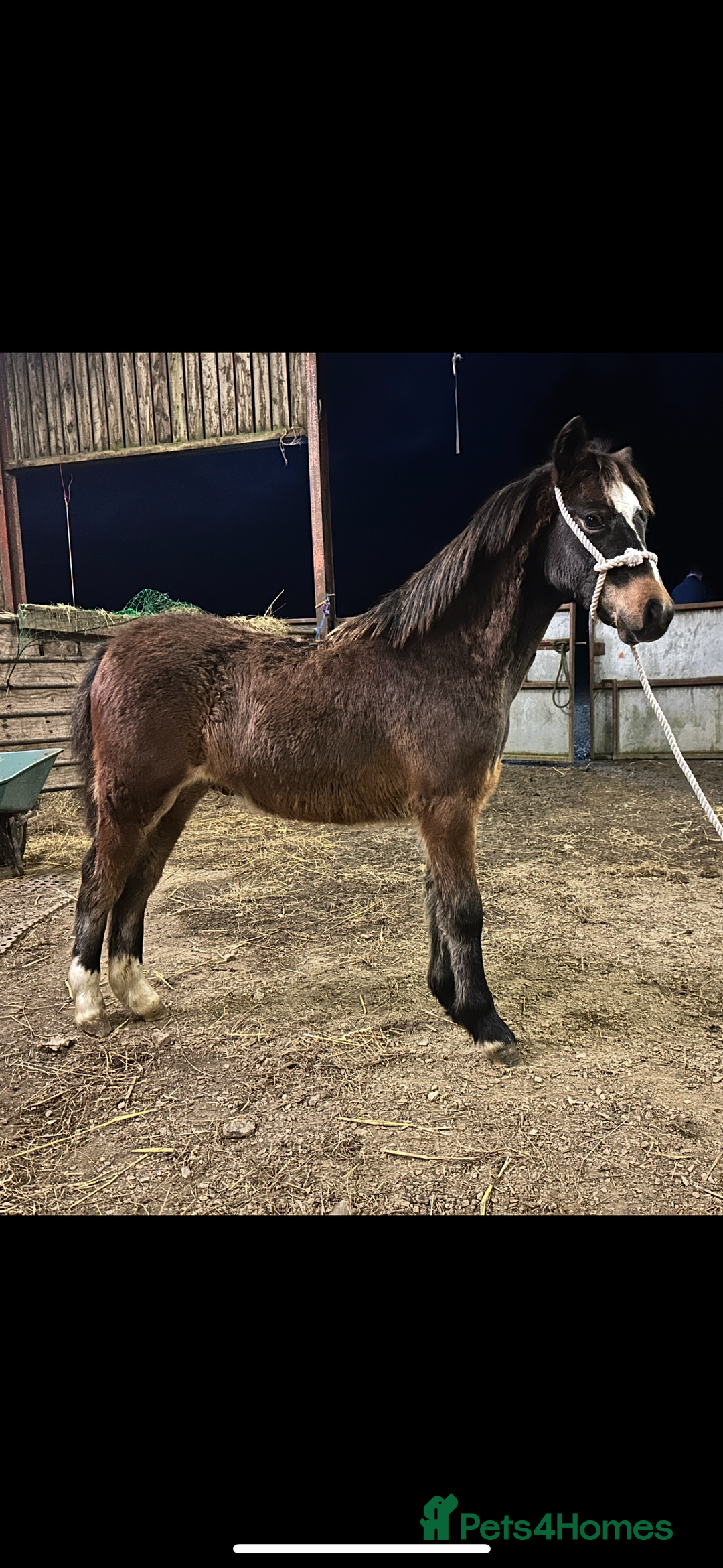 Other Breed horses for sale: Two Colt Foals - Advert 2