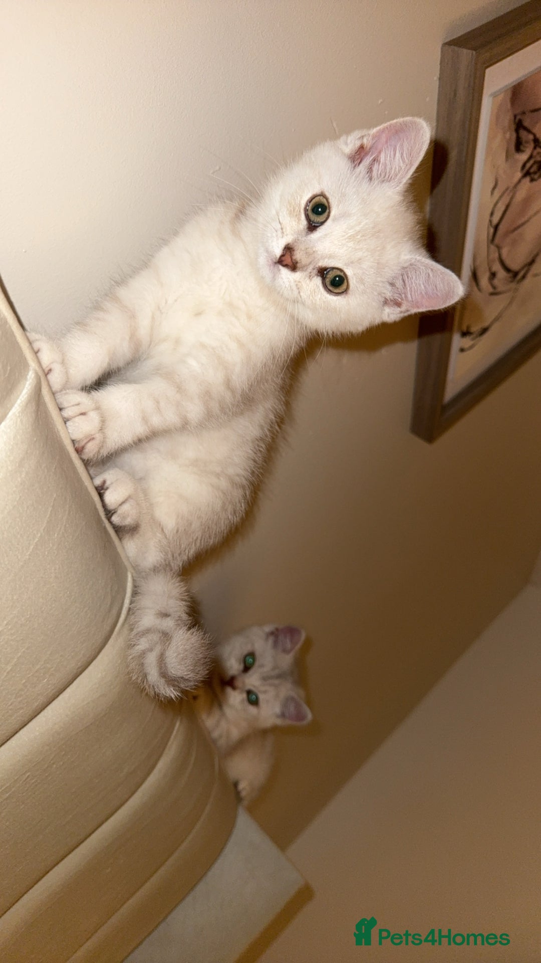 Scottish Fold cats for sale: Beautiful kittens looking for their forever home❤️ - Image 4