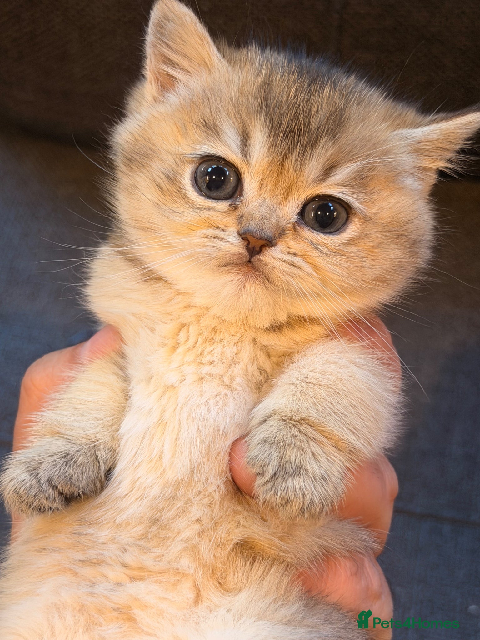 British Shorthair cats British Shorthair Golden Chinchilla Kittens - Advert 1