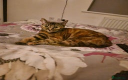 Domestic Shorthair cats for sale: 3 year old female cat  - Image 4