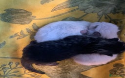 Siamese cats for sale: 🐾✨ White Siamese Maggir Became a Mum! ✨🐾 - Image 5