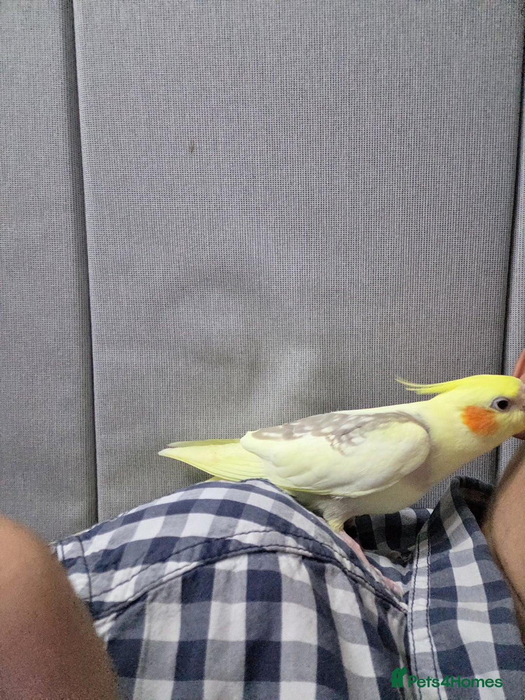 Cockatiels birds for sale: Cockateil for rehoming - Advert 3