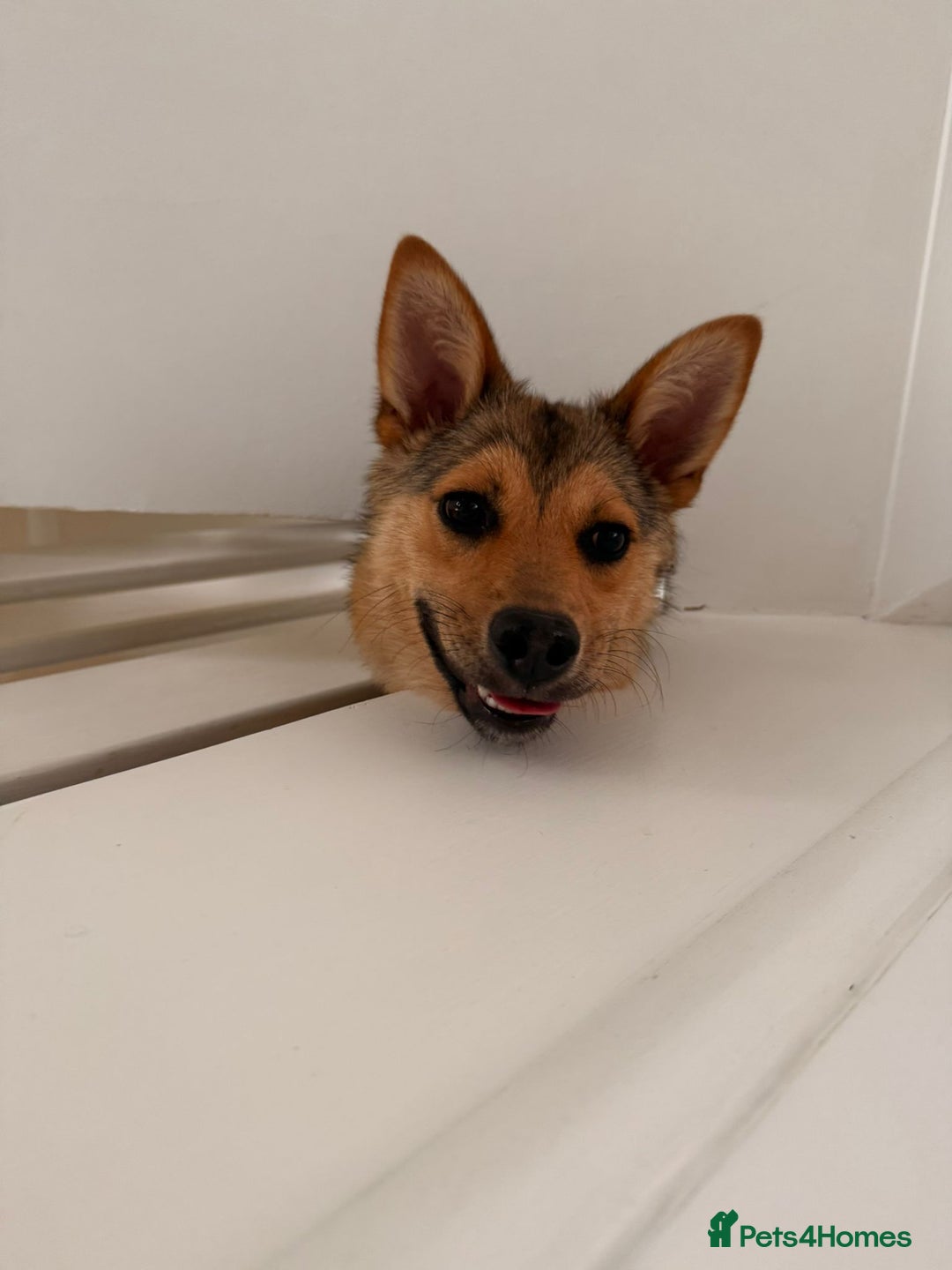 Mixed Breed dogs for adoption: Efa 🐾 - Image 6