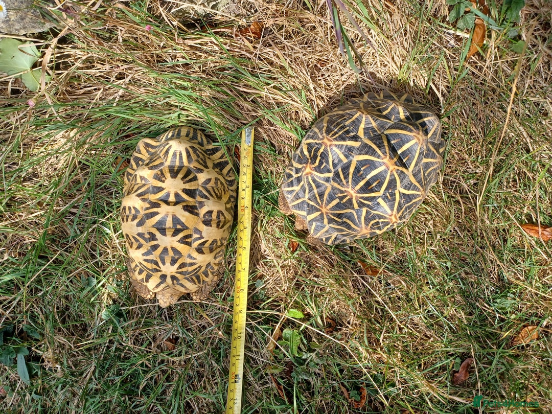 Tortoise reptiles for sale: INDIAN STAR TORTOISES choice of 3 breeding adults - Image 18