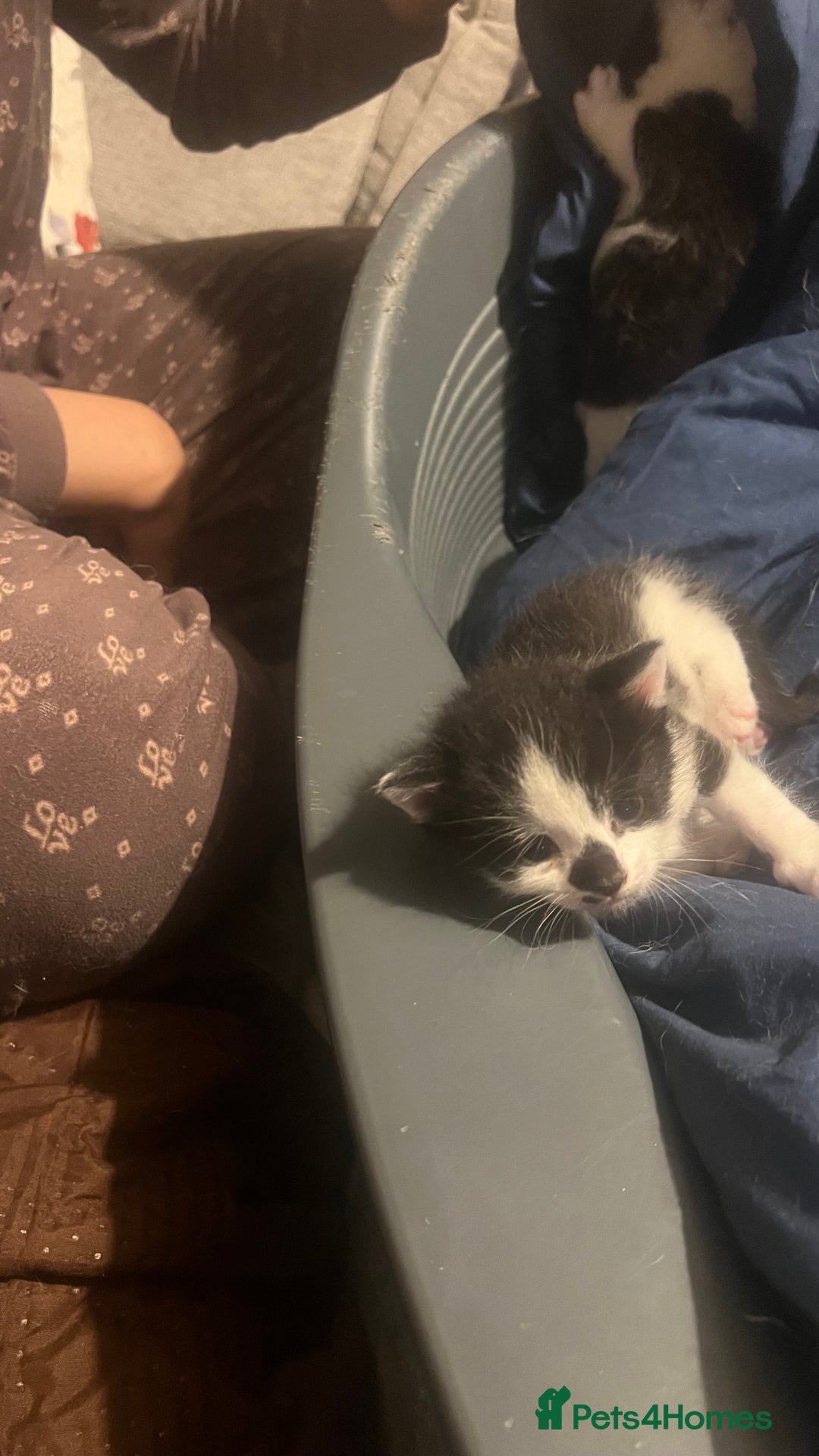 Mixed Breed cats for sale: Kittens in need of a loving forever home - Advert 8