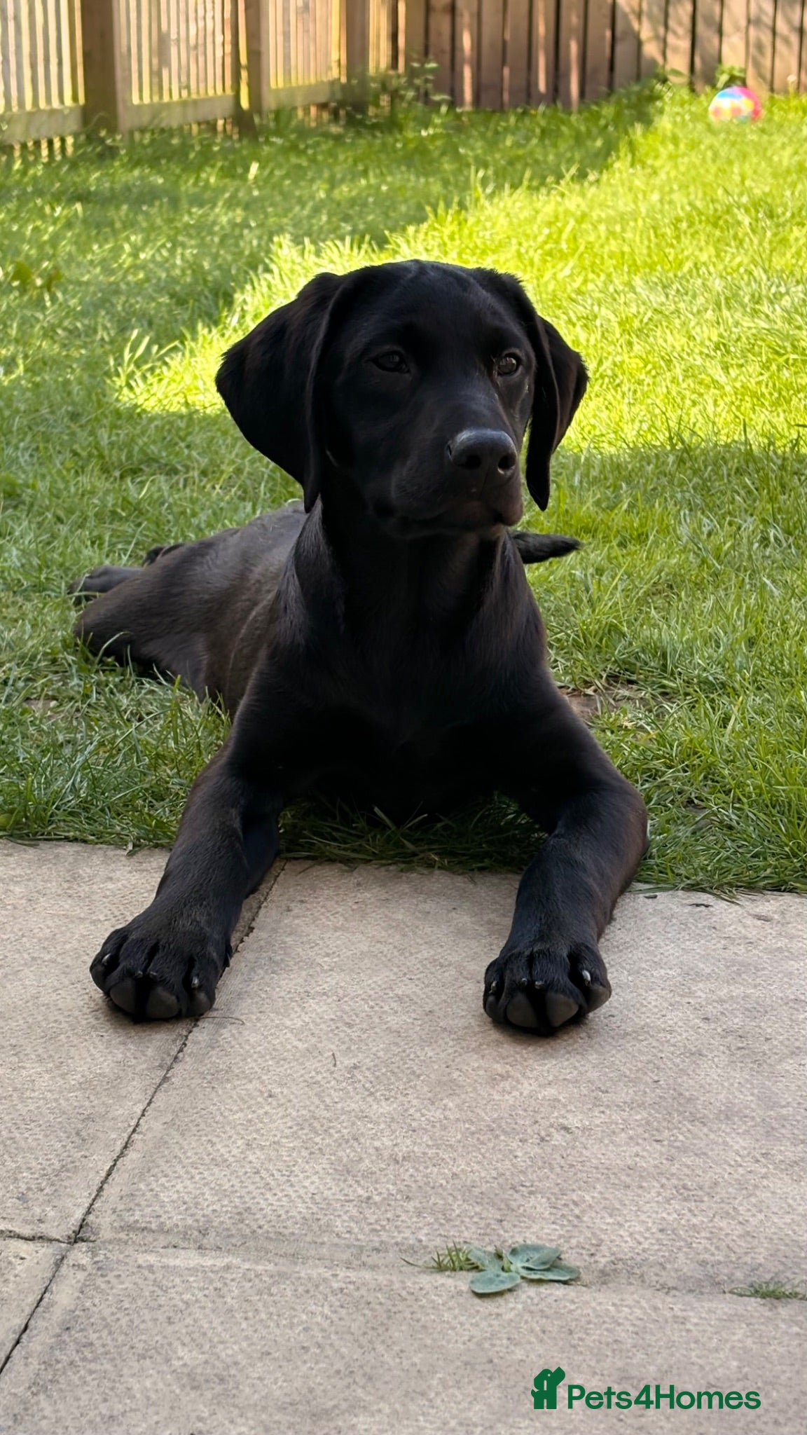 Labrador Retriever dogs KC Labrador Pup - Advert 1