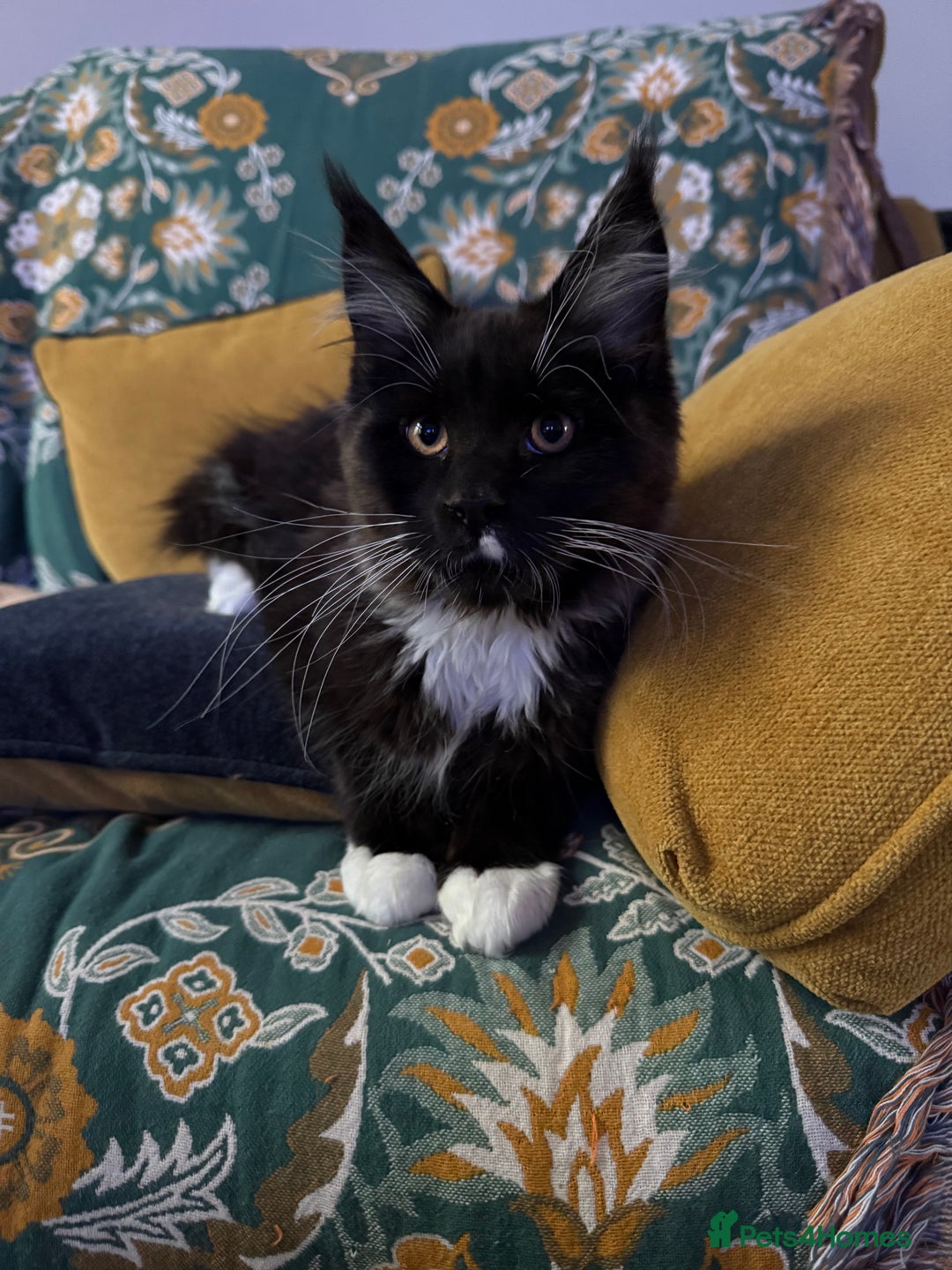 Maine Coon cats for sale: 🐾 last Maine Coon Boy Still Available 🐾 - Advert 4