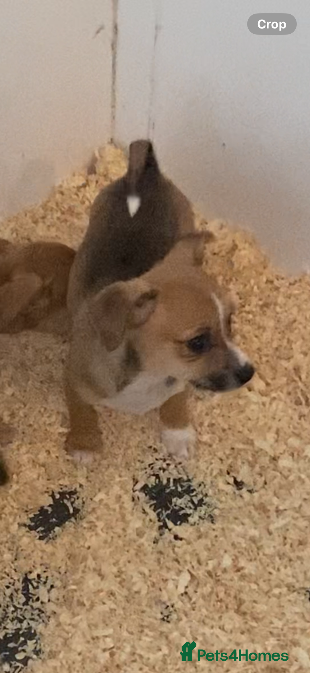 Mixed Breed dogs for sale: Jack x chi babies now available  - Advert 6