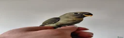 Lovebirds birds for sale: Cute little lovebirds babies  - Advert 14