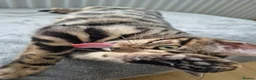 Bengal cats for sale: Bengal kittens for sale - Advert 9