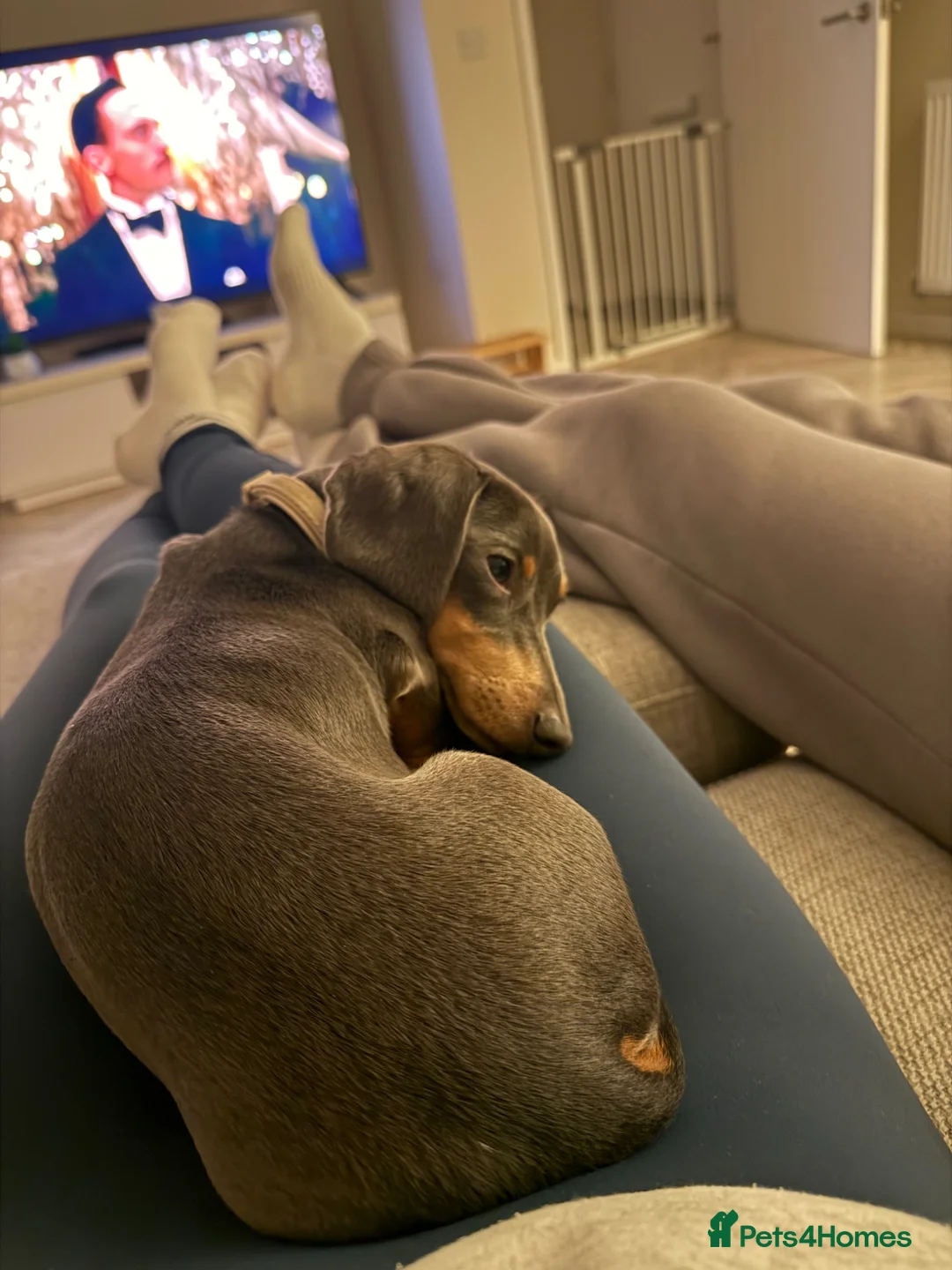 Miniature Dachshund dogs for sale: Penny ❤️ miniature dachshund in Grantham - Advert 2