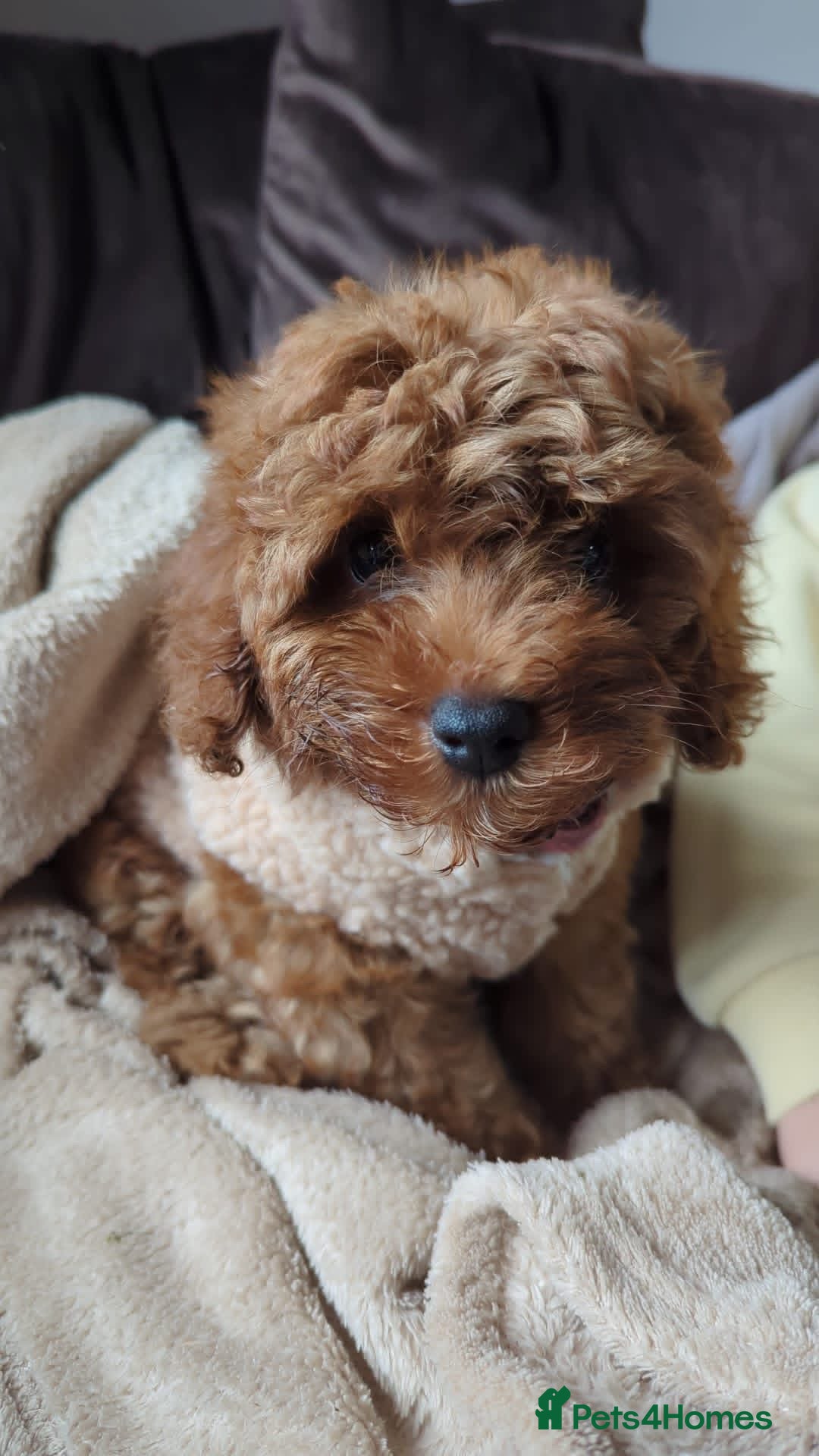 Cavapoo dogs for sale: F1b  waiting list now open for summer  2026  - Advert 8