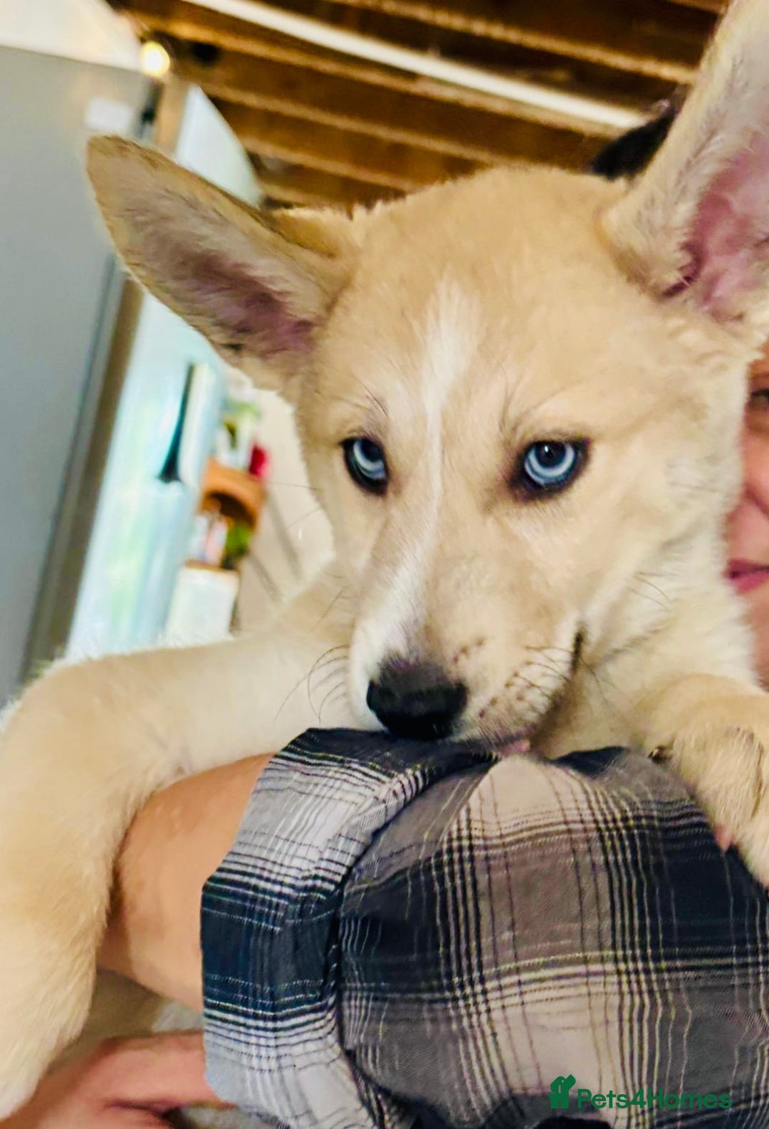 Pomsky dogs for sale: ✨ Adorable Blue-Eyed Pomsky Pups, 11 Weeks Old - Image 4