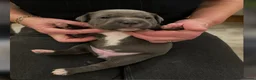 Staffordshire Bull Terrier dogs for sale: 100% Well Manner Staffordshire Bull Terrier Pups  in Seaham - Advert 20