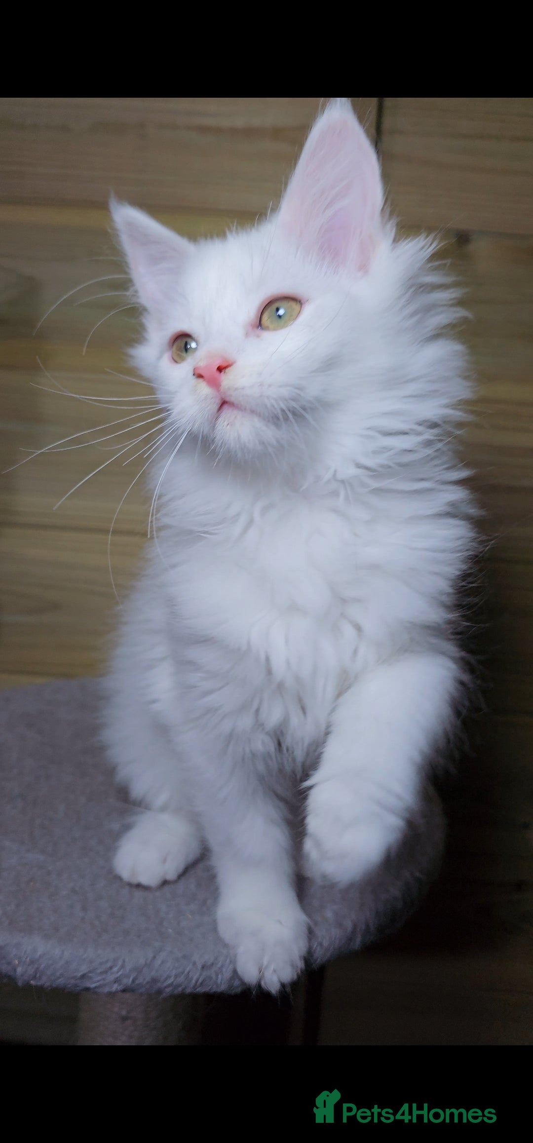 Maine Coon cats MAINE COON - Advert 15