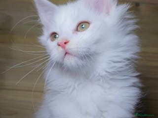 Maine Coon cats MAINE COON - Advert 15