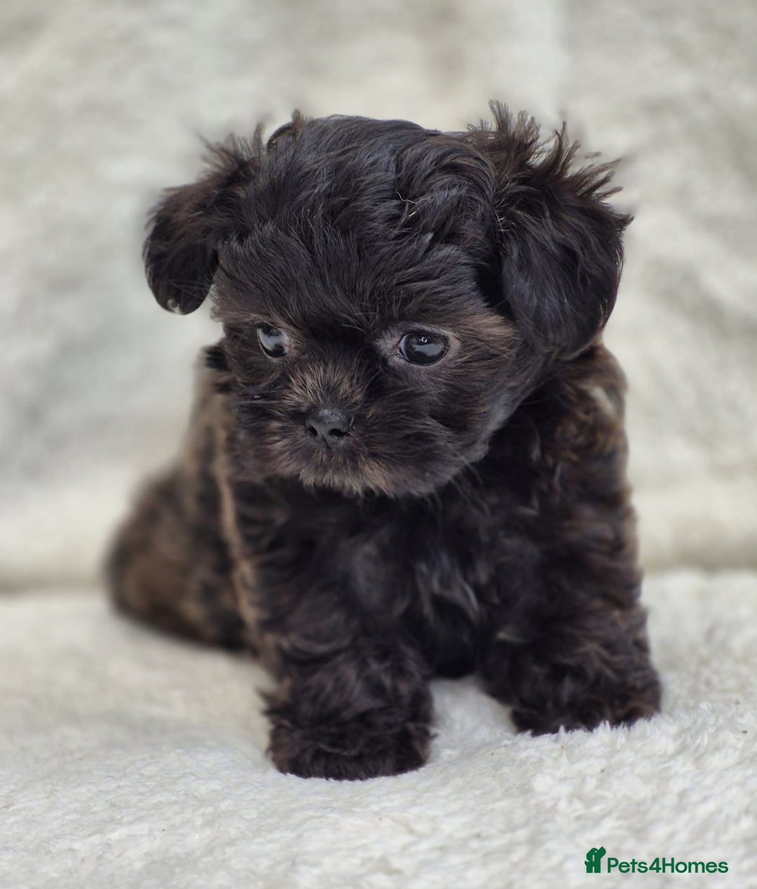 Shih Tzu dogs for sale: Gorgeous Small Imperial Shih tzu puppies READY - Image 24