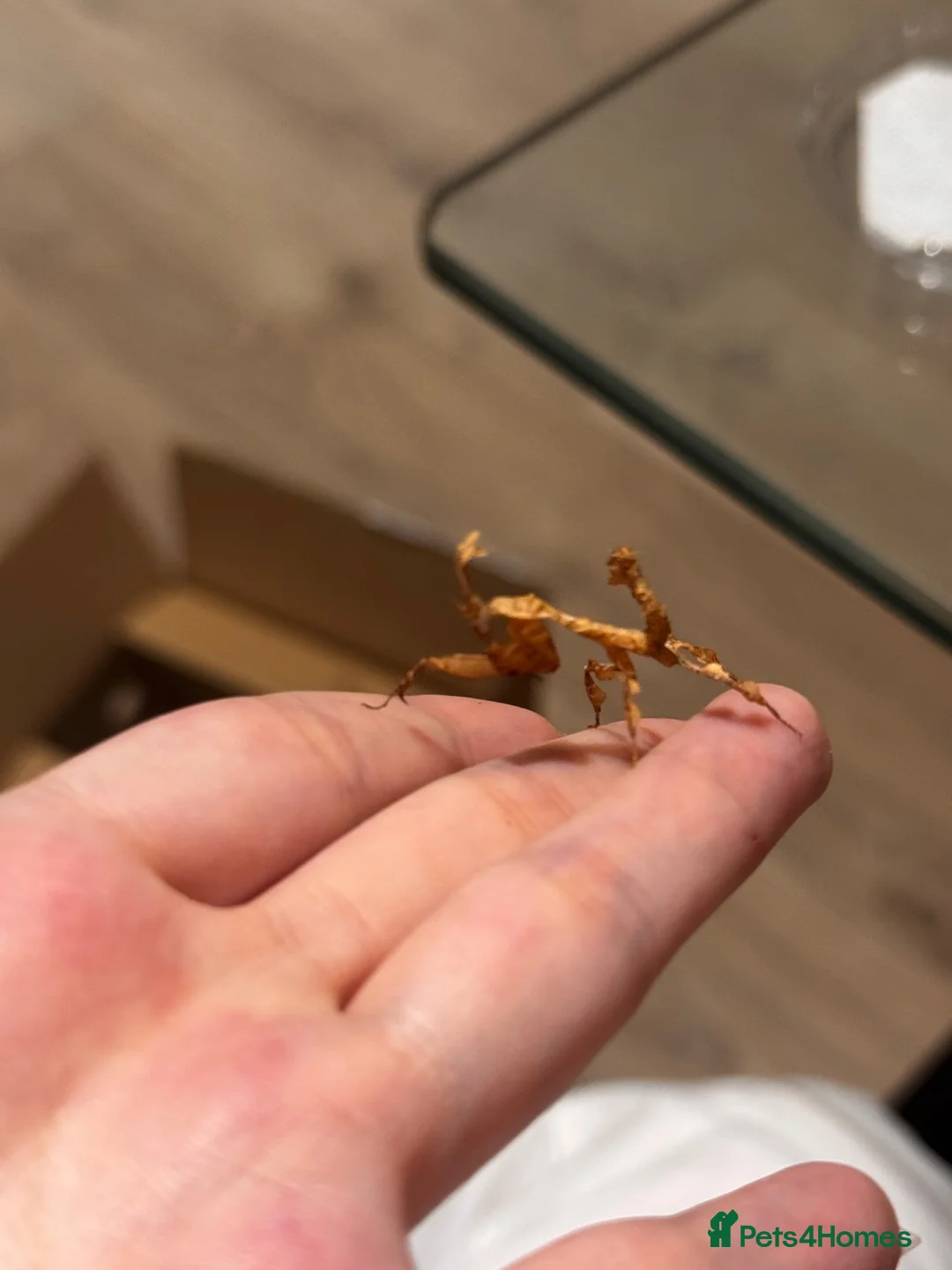 Praying Mantis invertebrates for sale: Ghost mantises for sale  - Advert 3