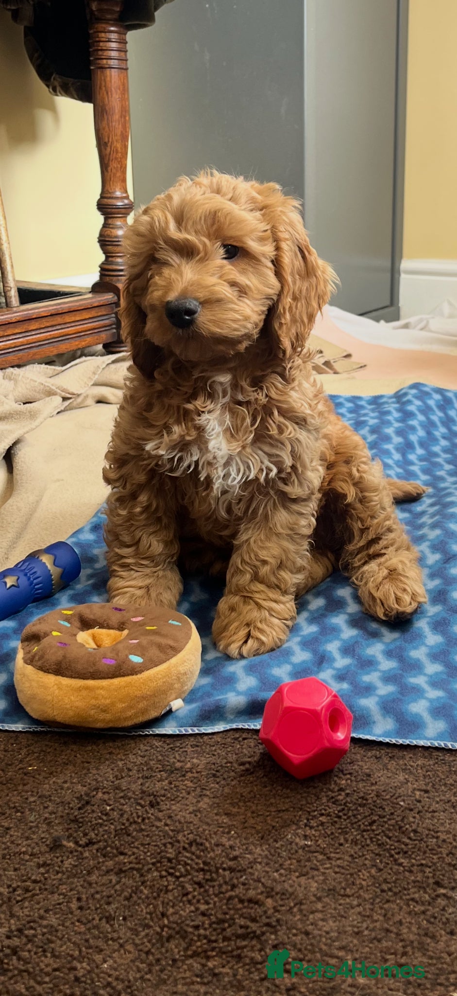 Cockapoo dogs FULLY HEALTH TESTED GOLD COCKAPOOS  - Advert 2