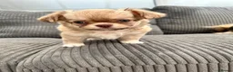 Chihuahua dogs for sale: KC LONG COAT CHIHUAHUA’S - Advert 6