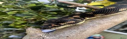 Python Snake reptiles for sale: X3 jungle carpet pythons  in Newton Abbot - Advert 2