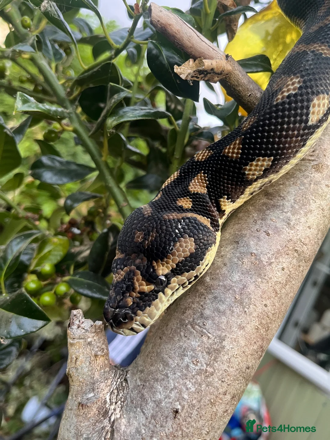 Python Snake reptiles for sale: X3 jungle carpet pythons  in Newton Abbot - Advert 2