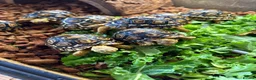 Tortoise reptiles for sale: Leopard Tortoises- babies - Advert 2
