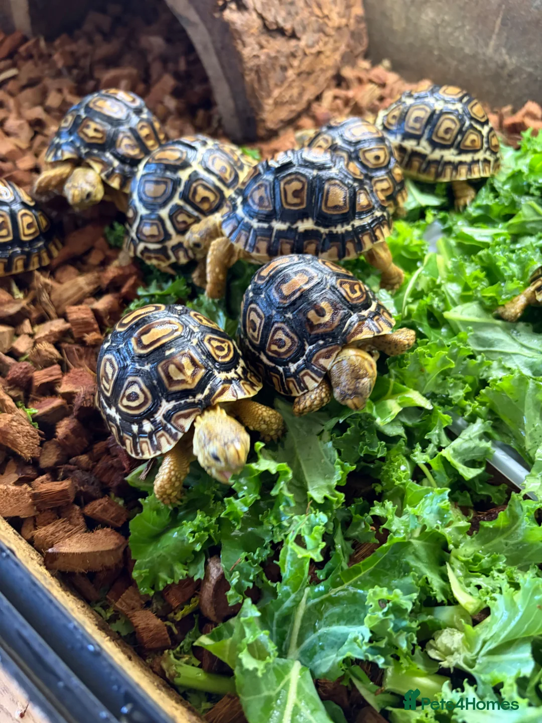 Tortoise reptiles for sale: Leopard Tortoises- babies - Advert 2