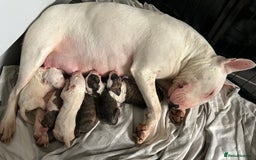 English Bull Terrier dogs for sale: Ready to leave !!! champion bloodlines kc reg - Image 11