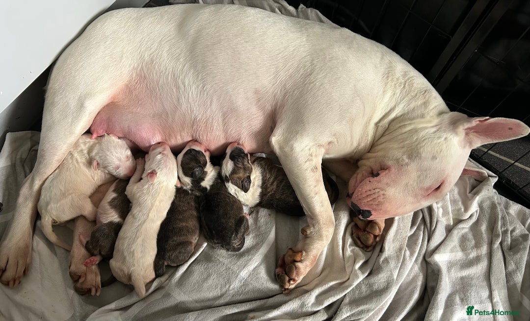 English Bull Terrier dogs for sale: Ready to leave !!! champion bloodlines kc reg - Image 11