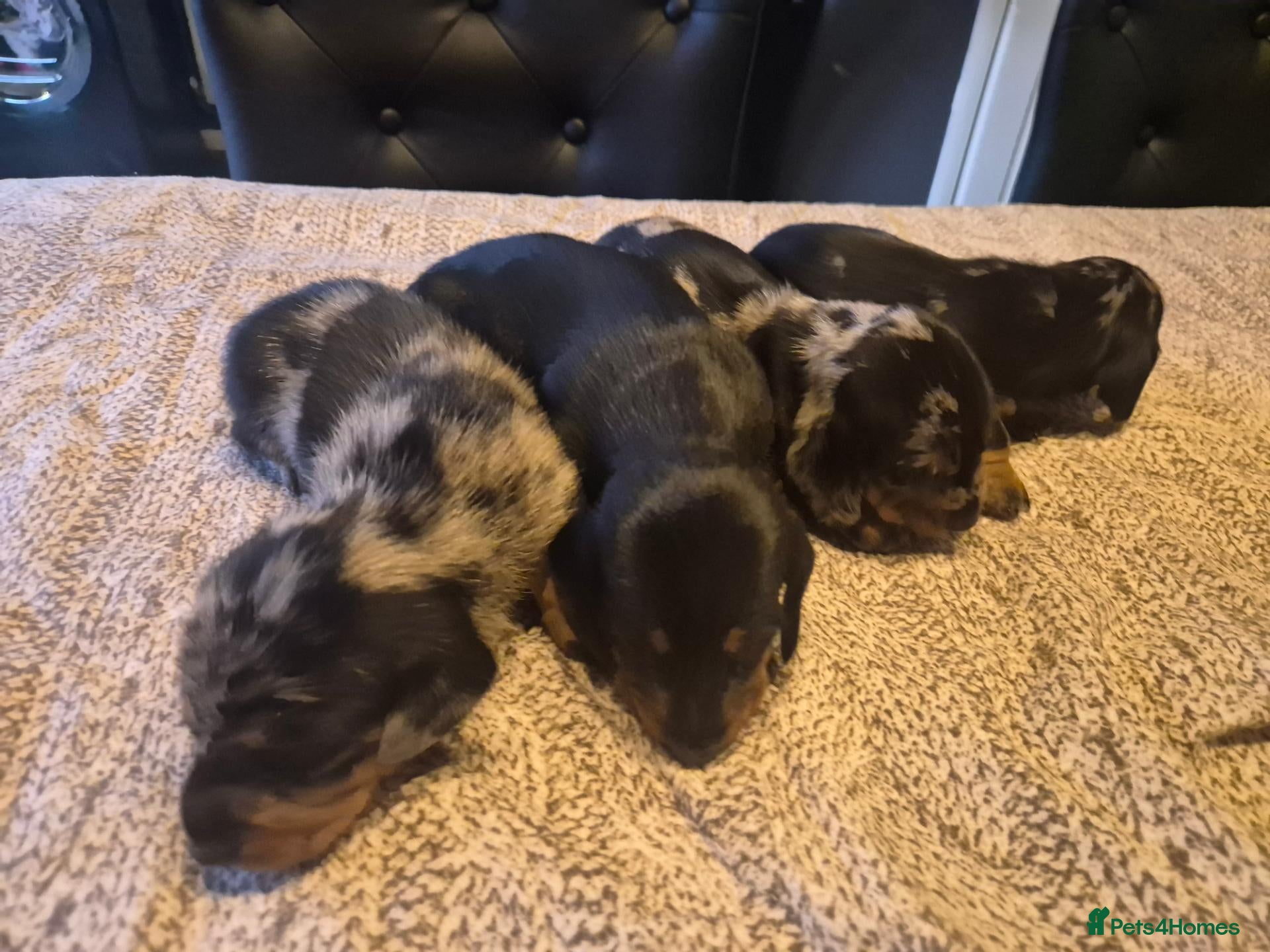 Miniature Dachshund dogs Miniture dachshund 3 dapple boys 1 black/tan girl - Advert 21
