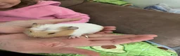 Guinea Pig rodents for sale: Gorgeous male Guinea Pig - Advert 5