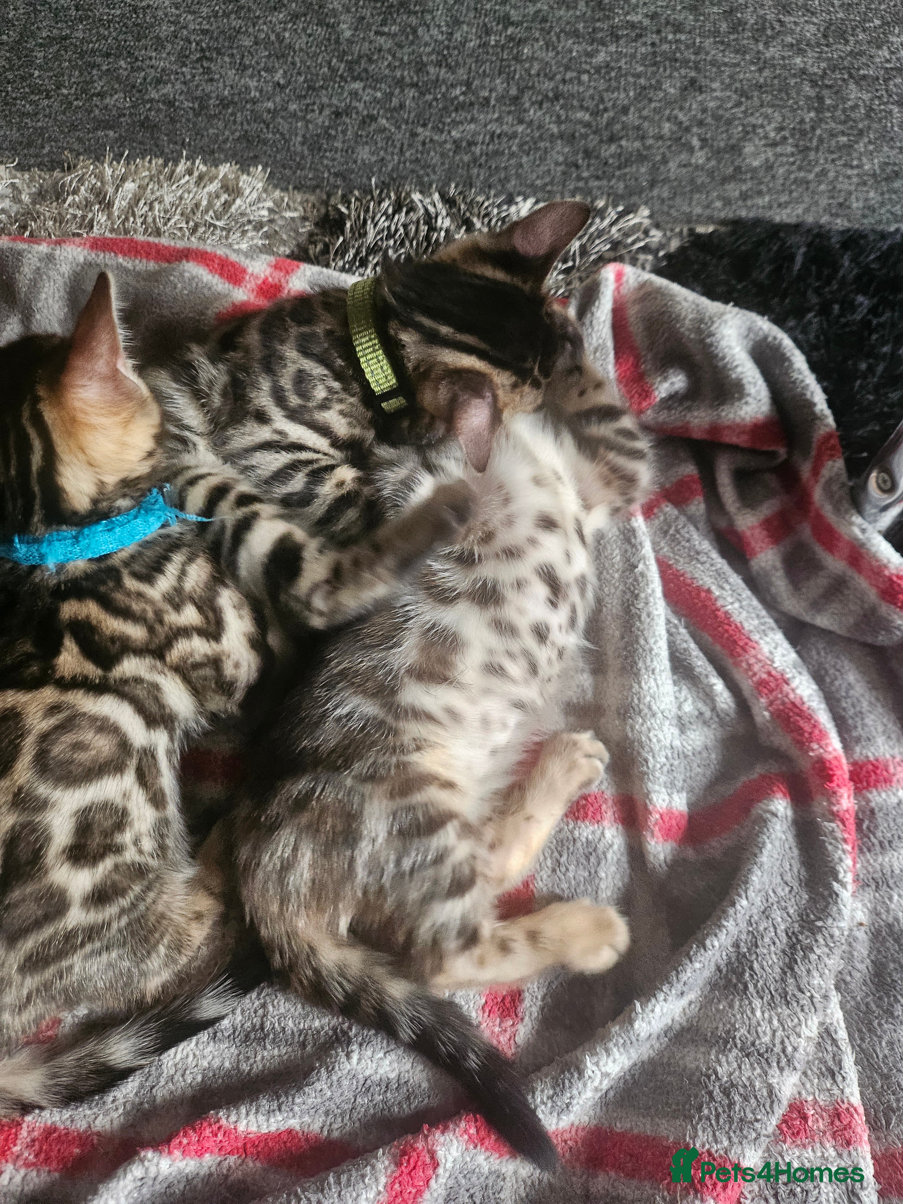 Bengal cats 12 wk old Active Tica Registered Bengal kittens  - Advert 12