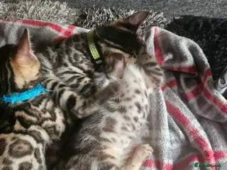 Bengal cats 12 wk old Active Tica Registered Bengal kittens - Advert 12